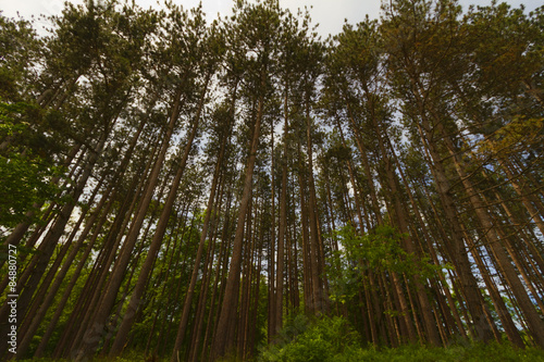 Tree landscape.