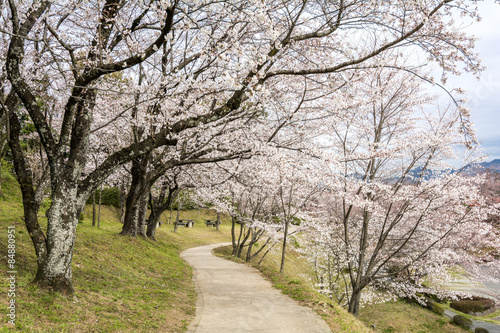 桜の咲く小路