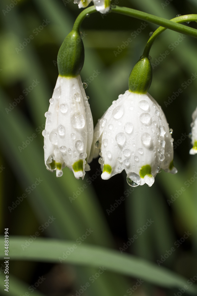 水滴の付いたオオマツユキソウの花のアップ Stock Photo Adobe Stock