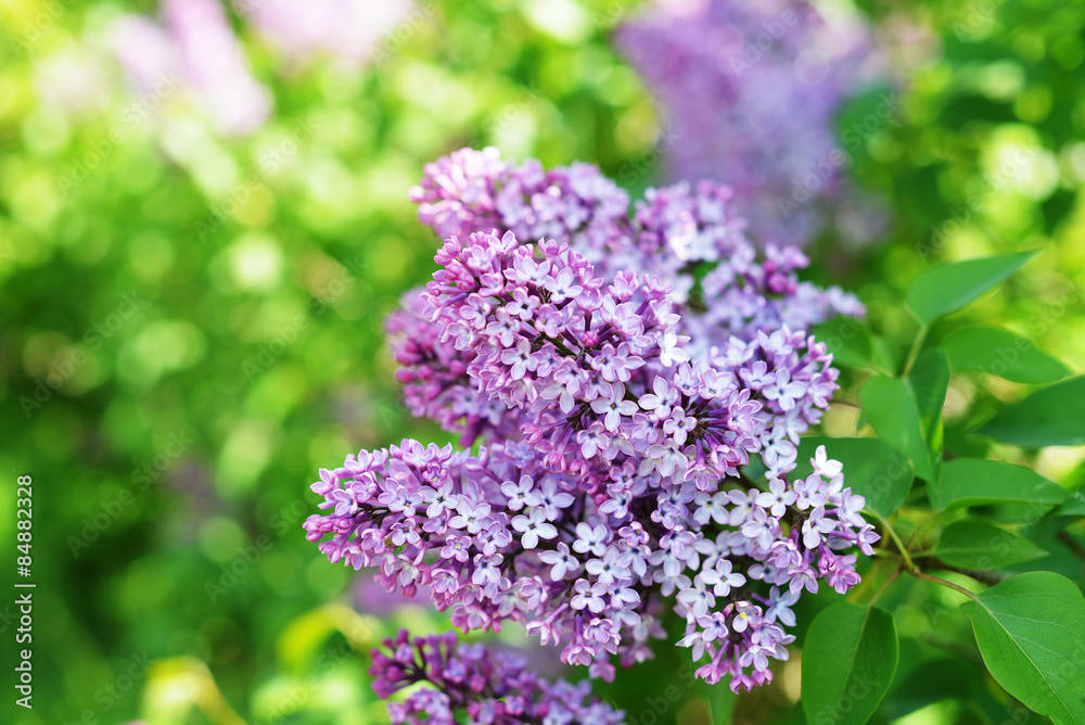 purple lilac purple lilac