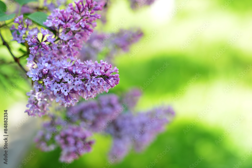 purple lilac purple lilac