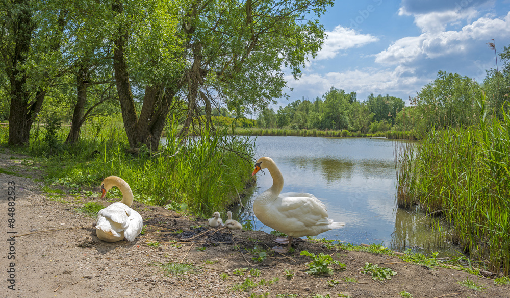 Naklejka premium Swans and cygnets on the shore of a lake in spring