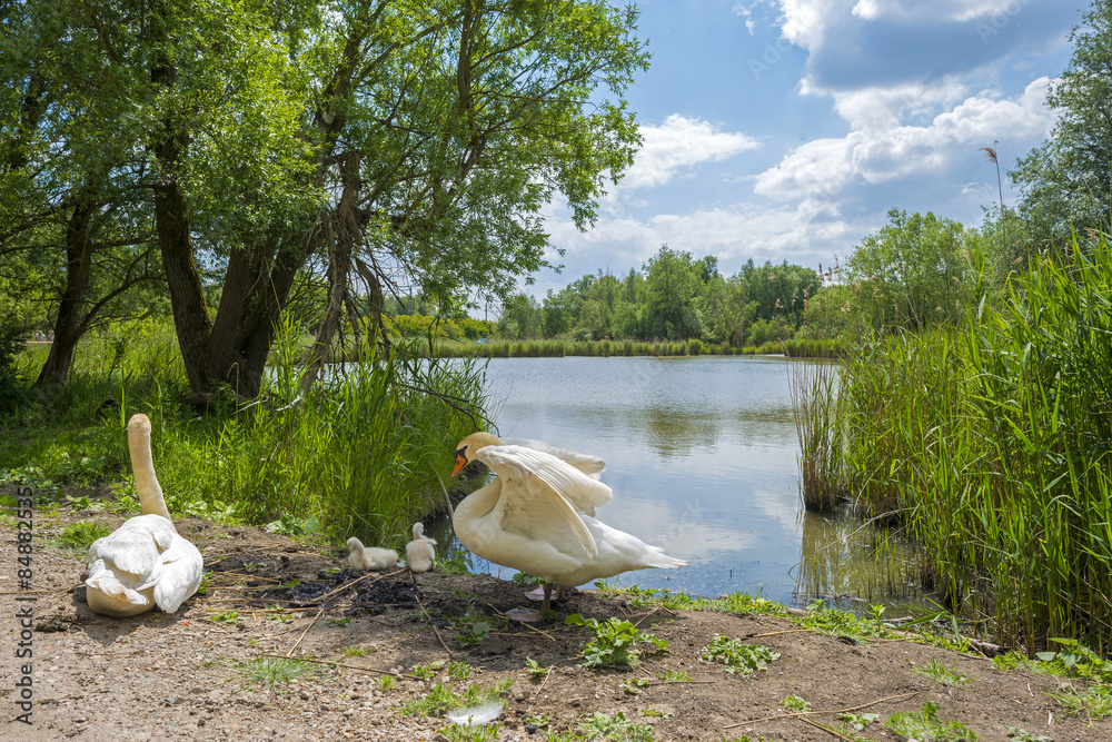 Naklejka premium Swans and cygnets on the shore of a lake in spring