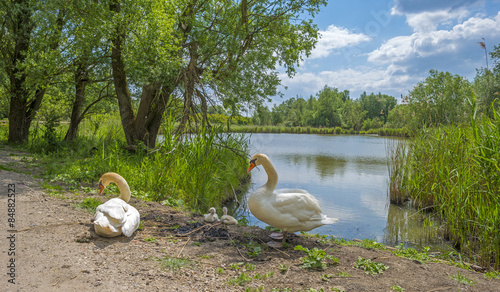 Swans and cygnets on the shore of a lake in spring