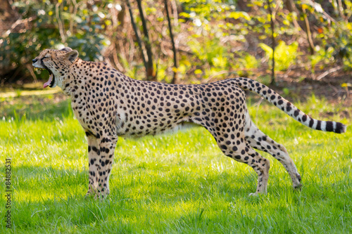 Yawning  Cheetah in the savannah