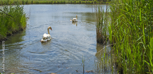 Swans and cygnets swimming in a lake in spring