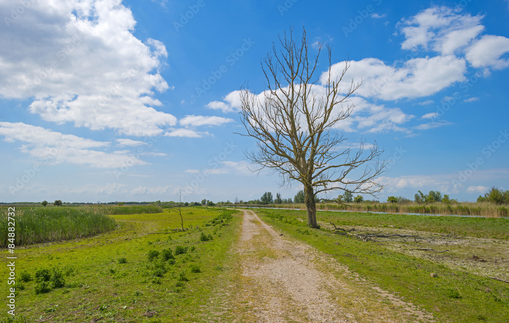 Footpath through nature in spring Footpath through nature in spring