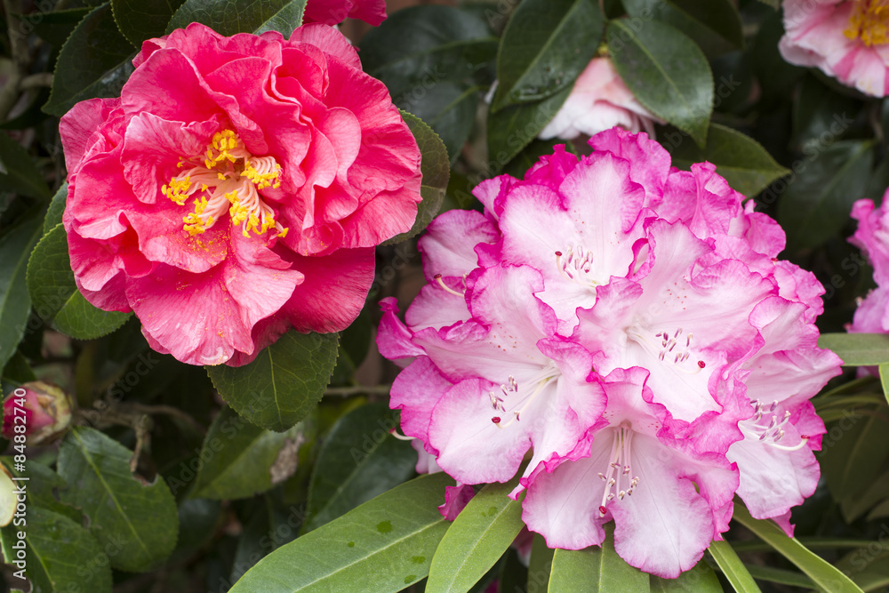 Obraz Kwiaty rododendronów i kamelii