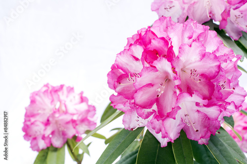 白からピンクのシャクナゲの花