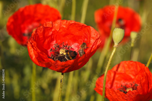 Fototapeta Naklejka Na Ścianę i Meble -  Bees and red poppies close-up on a field

