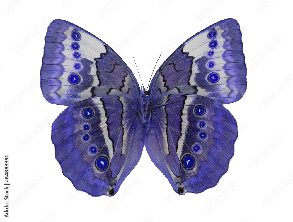 Obraz premium macro photo of light blue butterfly on white