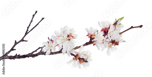 white sakura blooms on dark brown branch