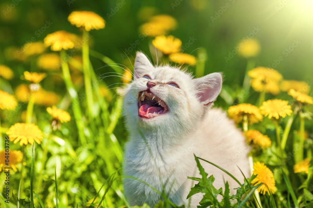 little kitten in the dandelion flowers in sunny day little kitten in the dandelion flowers in sunny day