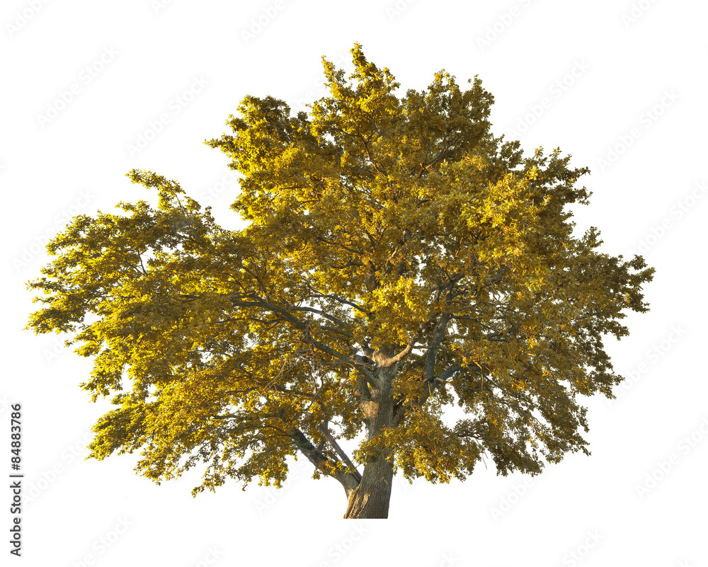 golden large oak tree isolated on white golden large oak tree isolated on white