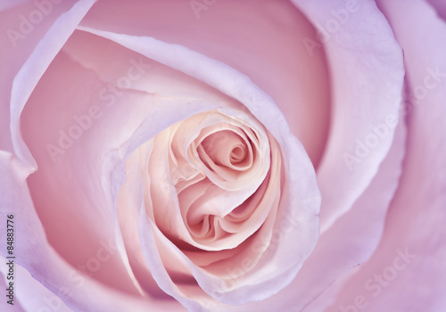 delicate light lilac rose closeup