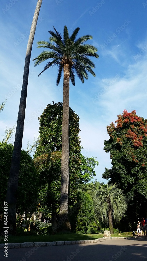 Grand palmier dans un jardin de Monaco