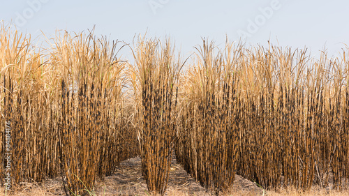 sugarcane field