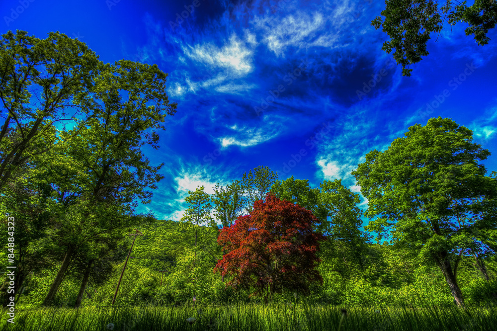 Obraz premium Tree landscape.