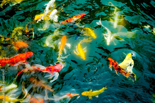 Fototapeta Naklejka Na Ścianę i Meble -  vintage filter : Crowd of Koi fish in pond,colorful natural back
