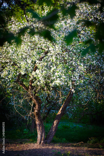 apple-tree with flowers.