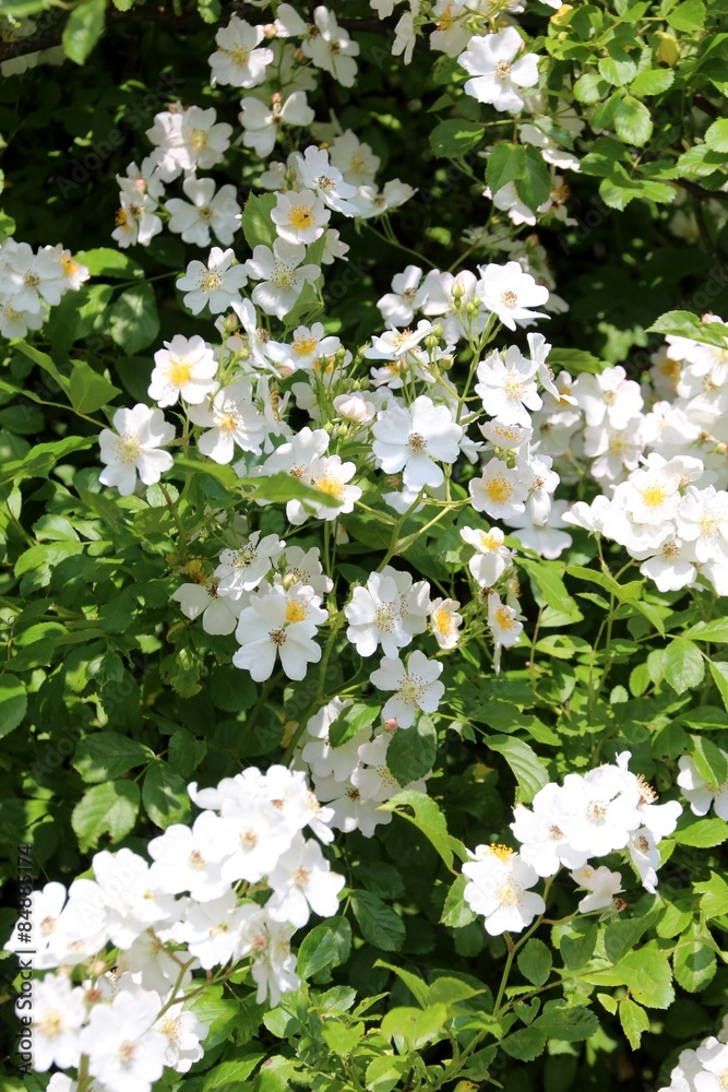 Fototapeta premium Rose sauvage, églantier