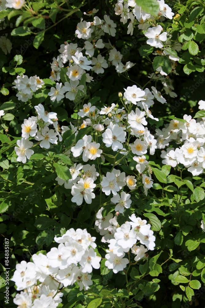 Rose sauvage, églantier Rose sauvage, églantier