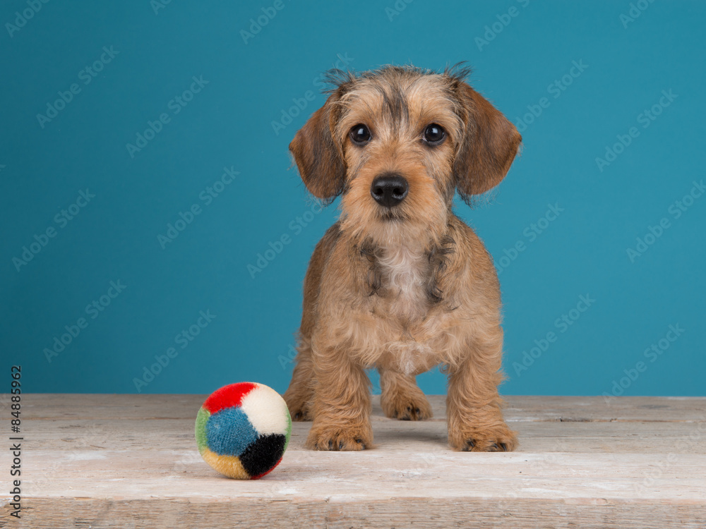 Cute standing dachshund puppy with ball in front of a blue background Cute standing dachshund puppy with ball in front of a blue background
