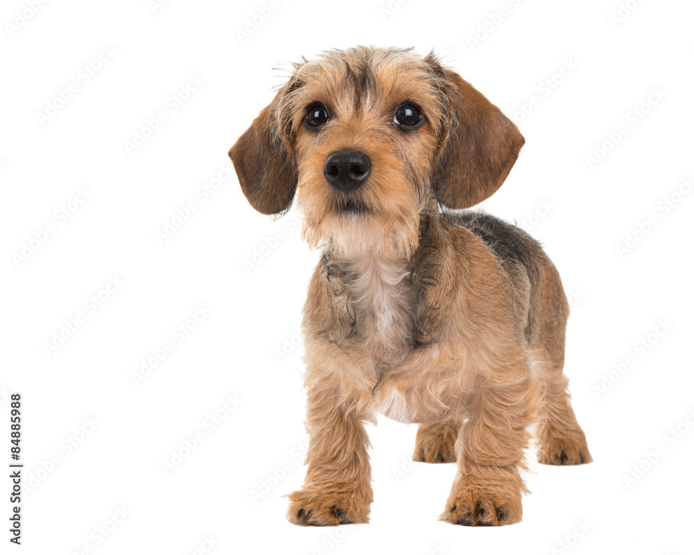 Standing cute dachshund puppy isolated at a white background