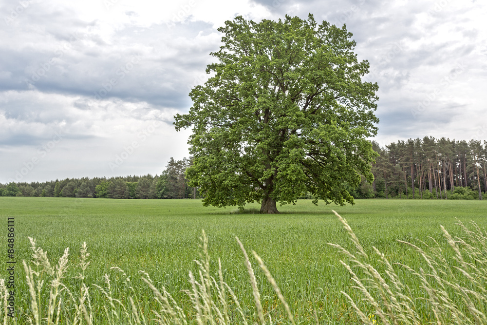 Einzelner Baum auf einem Feld im Frühjahr Einzelner Baum auf einem Feld im Frühjahr