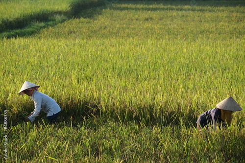  Farmers harvesting rice in their fields, hanoi, vietnam