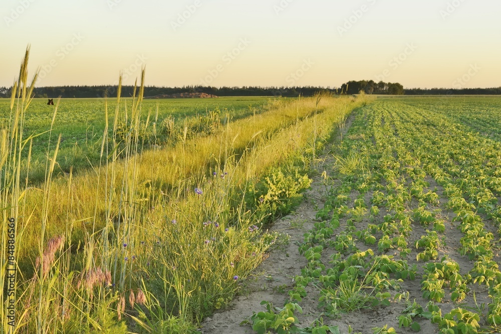Fototapeta premium Рассвет в поле