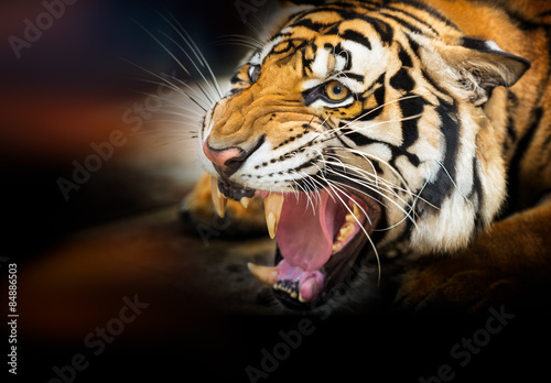 Fototapeta Naklejka Na Ścianę i Meble -  Growl siberian tiger
