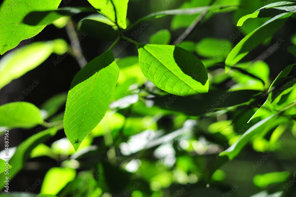 background from the leaves of the trees
background from the leaves of the trees