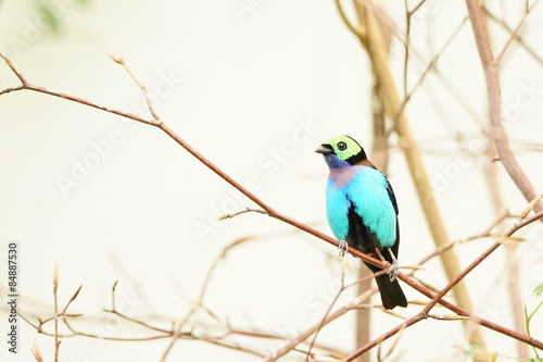 Schöner bunter Paradiesvogel