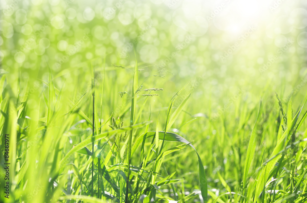 Obraz premiumSpring green grass