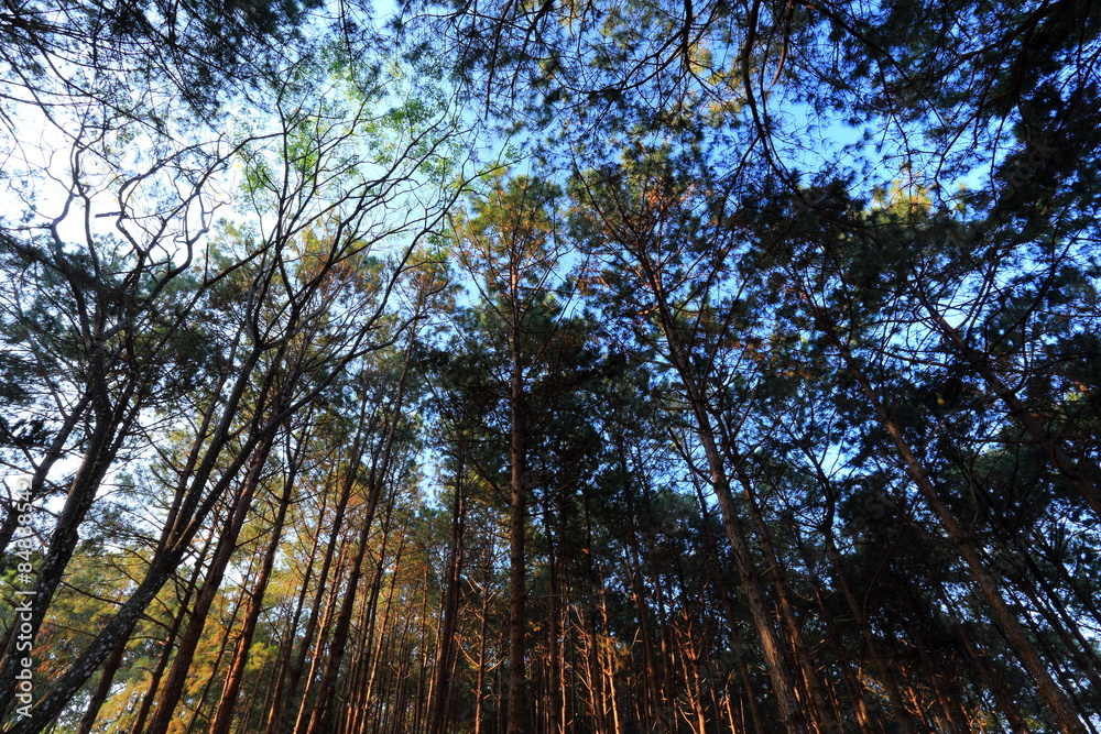 Fototapeta premium coniferous forest