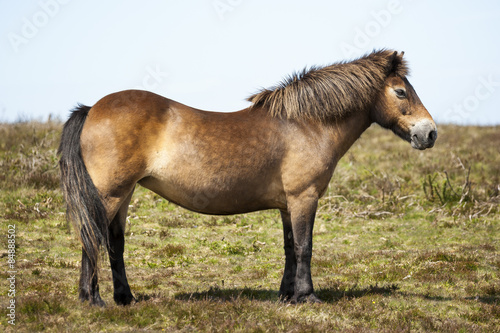Exmoore Pony Winsford hill Somerset England United Kingdom.