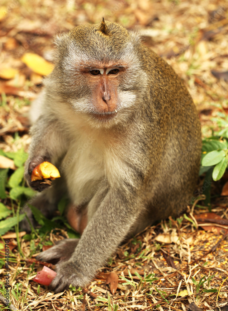 Obraz premium Monkey eating an apple