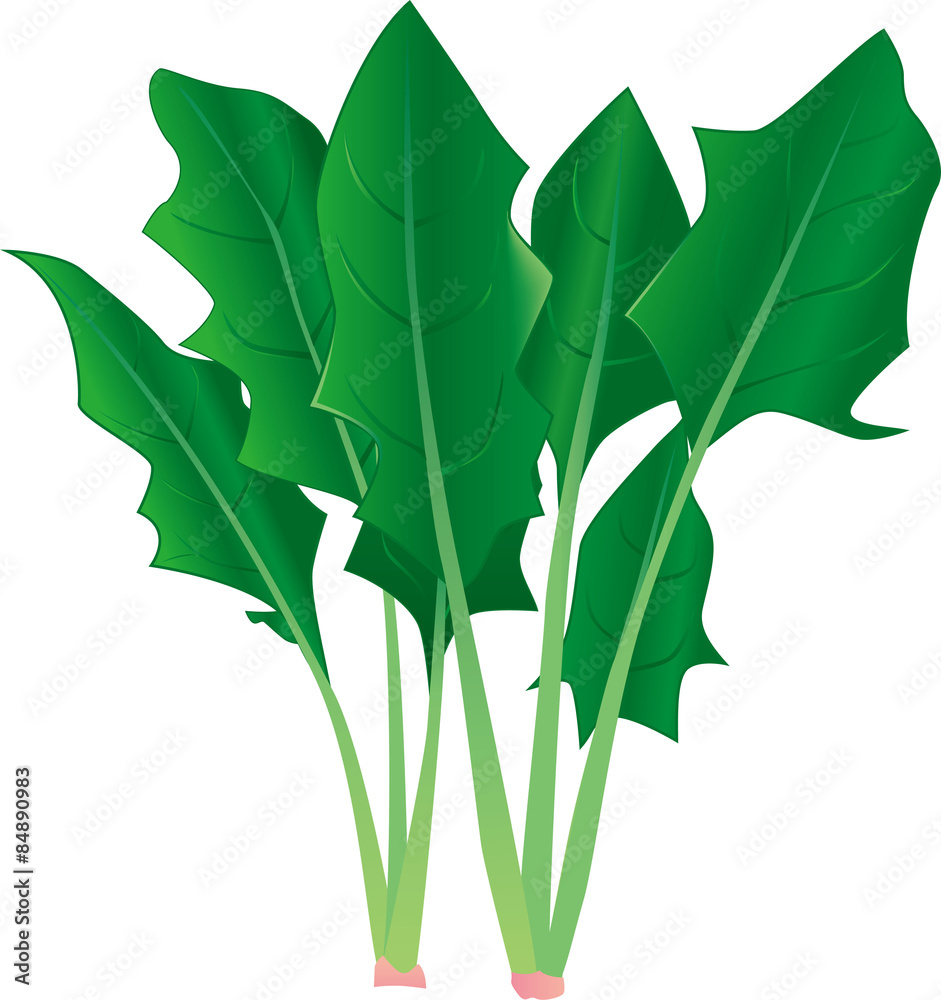 ほうれん草イラスト Stock Vector Adobe Stock