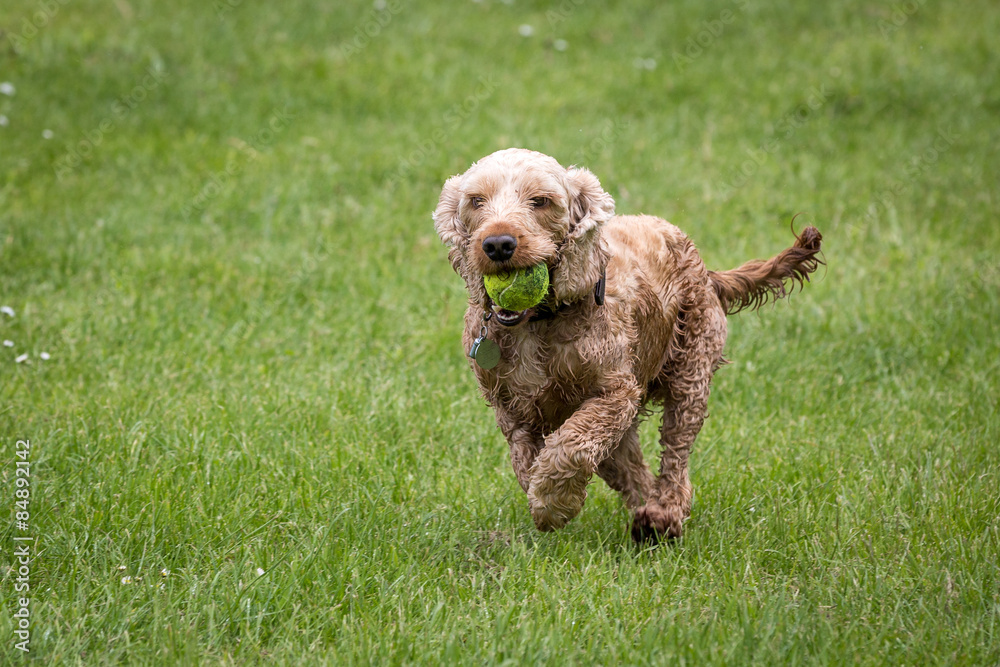 Cocker Spaniel Cocker Spaniel