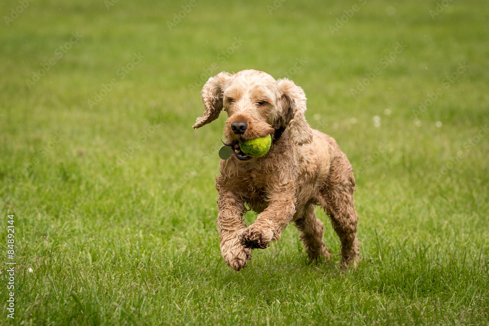 Cocker Spaniel