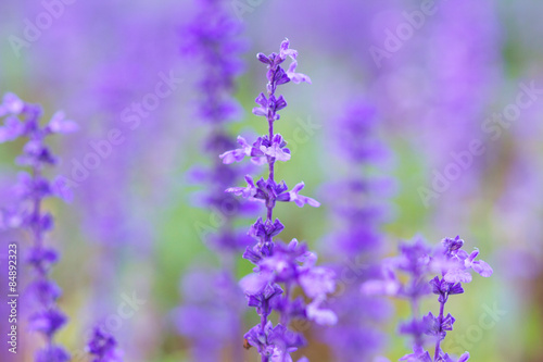 Purple Lavender in the garden