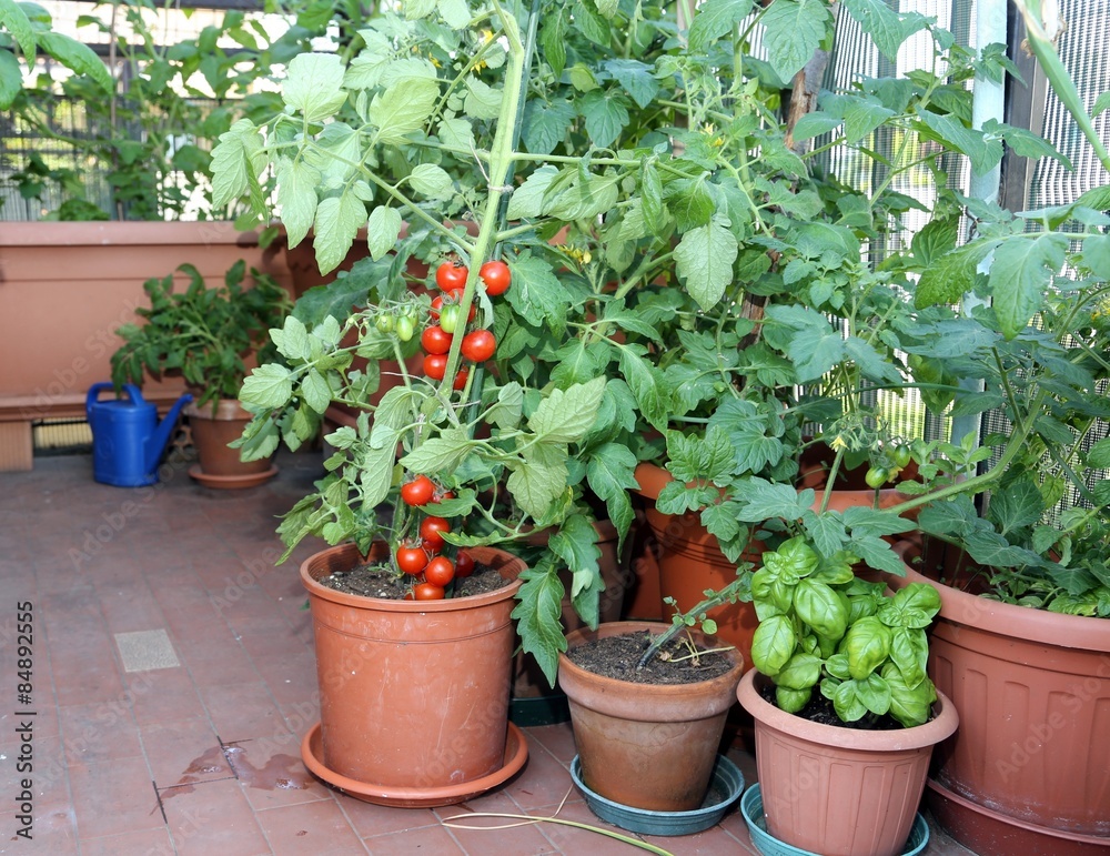 Tomato and basil plant in the pot on the terrace of a house