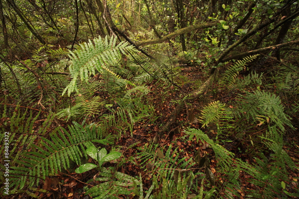 Fototapeta premium Undurchdringliche Wildnis in den Everglades