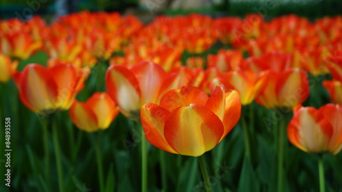 Tulips Field