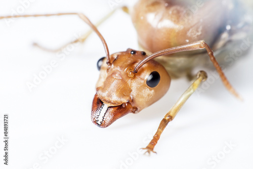 The queen ant