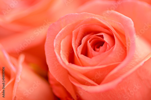 beautiful soft orange rose
