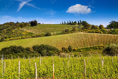 Vineyard near Montalcino  Tuscany  Italy