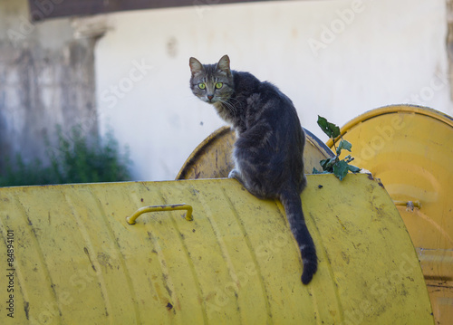 Stray cat sitting on a dustbin