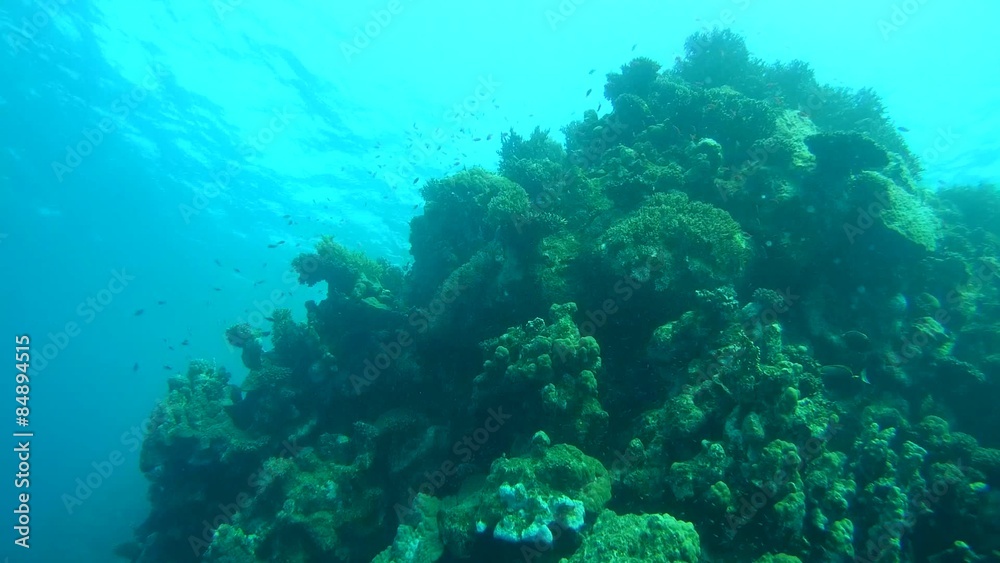 The life of a coral reef, Red sea, Marsa Alam, Abu Dabab, Egypt
The life of a coral reef, Red sea, Marsa Alam, Abu Dabab, Egypt